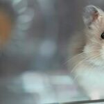 Ensure Hamster Is Friendly Before Adopting