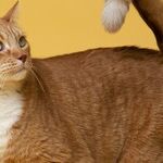 Cat's Silent Heart Disease Causes Painful Hind Leg Paralysis
