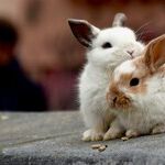 Sterilizing Pet Rabbits Has Medical and Behavioral Benefits