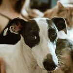 Ingested Pennies Toxic to Pets
