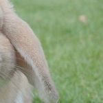 Grass Hay Should Be Freely Available To Pet Rabbit