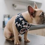 Buy Pet Health Insurance or Start Pet Care Savings Account