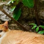 Foxglove Plants Toxic to Pets