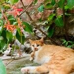 Foxglove Plants Toxic to Pets