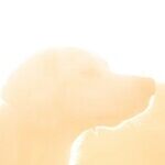 Excessive Sun Exposure Causes Sunburn and Skin Cancer in Dogs