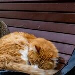 Yowling Common in Elderly Cats