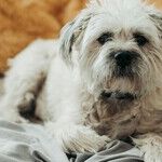 Small Dogs Live Longer Than Large Dogs