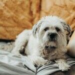 Small Dogs Live Longer Than Large Dogs