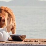 Senior Cats Don't Require Senior Cat Food