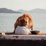 Senior Cats Don't Require Senior Cat Food