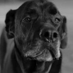 Healthy Lifestyle May Lessen Dog's Cancer Risk