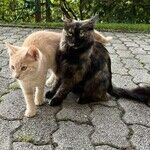 Hyperthyroidism Common in Older Cats