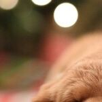 Welcome New Puppy After the Holidays