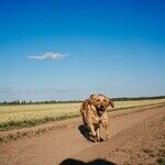 New Year's Resolutions Help Pets Live Longer, Healthier Lives