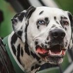 Secure Dog in Vehicle for Safety