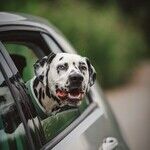 Secure Dog in Vehicle for Safety