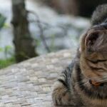 Cats Resistant to Tetanus