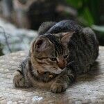 Cats Resistant to Tetanus