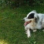 Mammary Tumors Common in Unsterilized Female Dogs