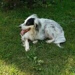 Mammary Tumors Common in Unsterilized Female Dogs