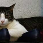 Cats Especially Sensitive to Black Widow Spider Venom