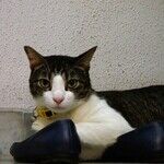 Cats Especially Sensitive to Black Widow Spider Venom