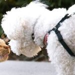 Cats and Dogs Don't Interbreed, But Other Species Do