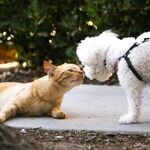 Cats and Dogs Don't Interbreed, But Other Species Do