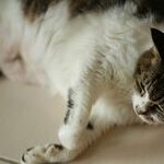 Many Animals Have White Bellies