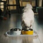 Scrub Pet's Food and Water Bowls Daily