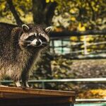 Raccoon Distemper Transmissible to Dogs