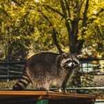 Raccoon Distemper Transmissible to Dogs