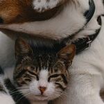 Don't Feed Neighborhood Pets