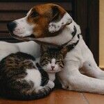 Don't Feed Neighborhood Pets