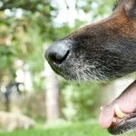 Antlers and Other Hard Chews Break Dogs' Teeth