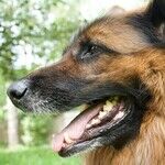 Antlers and Other Hard Chews Break Dogs' Teeth