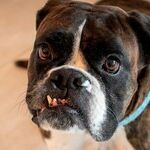 Veterinary Dentistry Requires Anesthesia