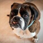 Veterinary Dentistry Requires Anesthesia