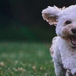 Mast Cell Tumor Most Common Canine Skin Cancer