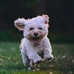 Mast Cell Tumor Most Common Canine Skin Cancer