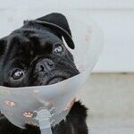 Limit Pet's Weight Gain After Sterilization Surgery