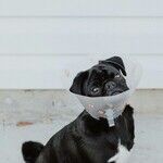 Limit Pet's Weight Gain After Sterilization Surgery