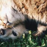 Prevent Pet From Drinking Windshield Washer Fluid