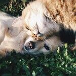 Prevent Pet From Drinking Windshield Washer Fluid