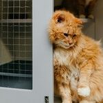 Shelter Cat Less Expensive Than 'Free' Cat