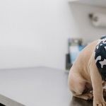 Unsteady Heartbeat May Be Normal In Dog