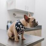 Unsteady Heartbeat May Be Normal In Dog