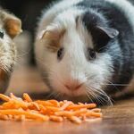 Guinea Pigs Need Vitamin C in Diet