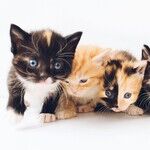 2-Pound Kittens Ready For Vaccinations