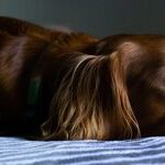Canine Influenza Very Contagious